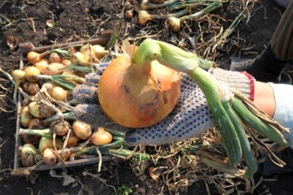 le processus de récolte des oignons