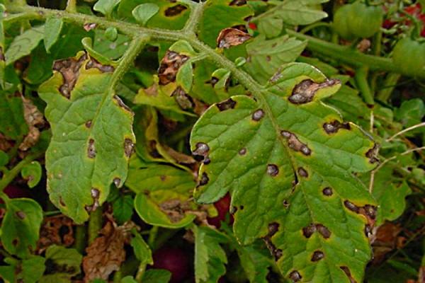 โรคมันฝรั่ง