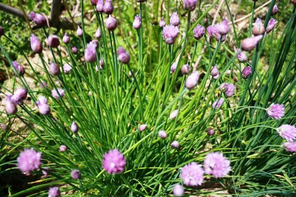 buissons de ciboulette