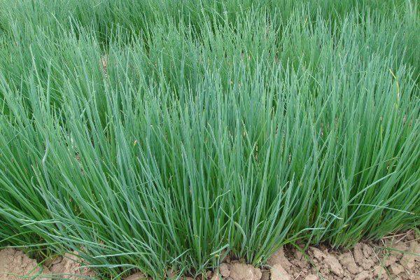 ciboulette au jardin