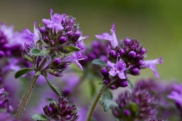 ดอกไธม์