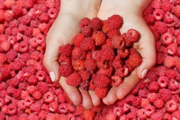 ราสเบอร์รี่บนต้นปาล์ม