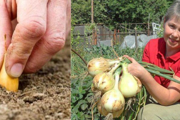 การเก็บเกี่ยวหัวหอม