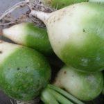 หัวไชเท้ามาร์จิลันในสวน