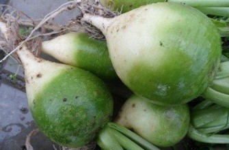 หัวไชเท้ามาร์จิลันในสวน