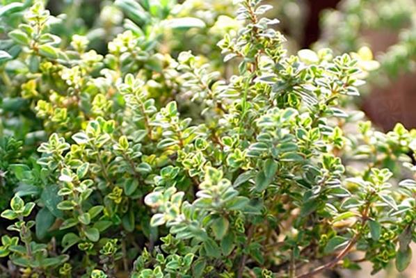 ไทม์เบอร์แทรม แอนเดอร์สัน