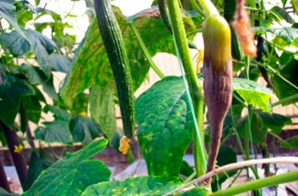 courgettes pourries et jaunes dans le jardin