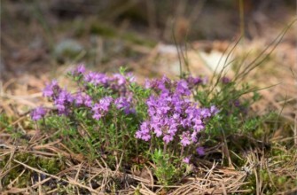 หน่อไธม์