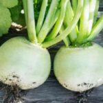 หัวไชเท้าซาชาบนโต๊ะ