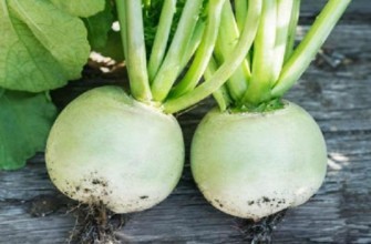 หัวไชเท้าซาชาบนโต๊ะ