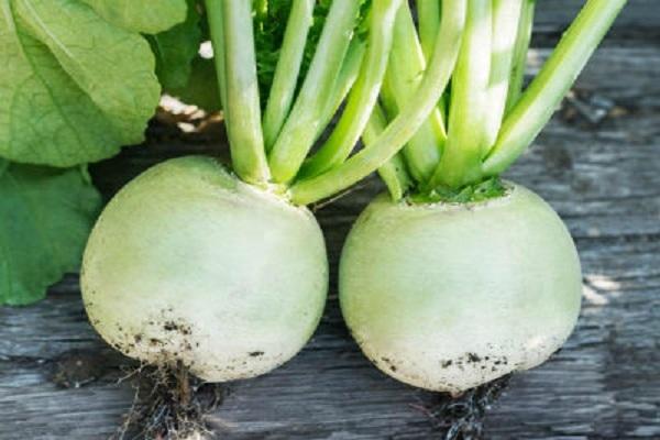 หัวไชเท้าซาชาบนโต๊ะ