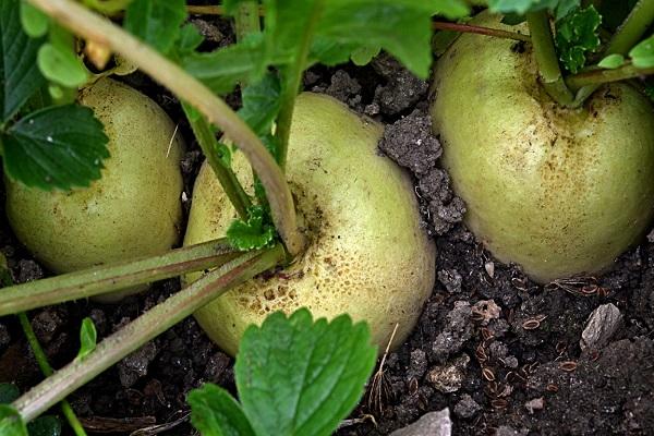 ไชเท้าซาชาในสวน