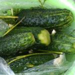 แตงกวาเค็มเล็กน้อยในถุง