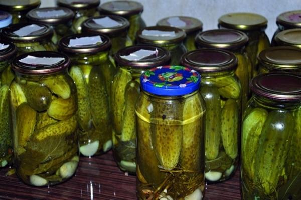 Concombres aux feuilles de chêne en pots d'un litre