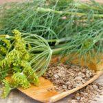 เมล็ดผักชีลาวบนโต๊ะ