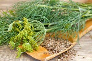 วิธีปลูกผักชีลาวให้เหมาะสมสำหรับฤดูหนาวในภูมิภาคมอสโก พันธุ์สำหรับพื้นที่เปิดโล่งและเรือนกระจก