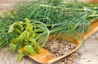 เมล็ดผักชีลาวบนโต๊ะ