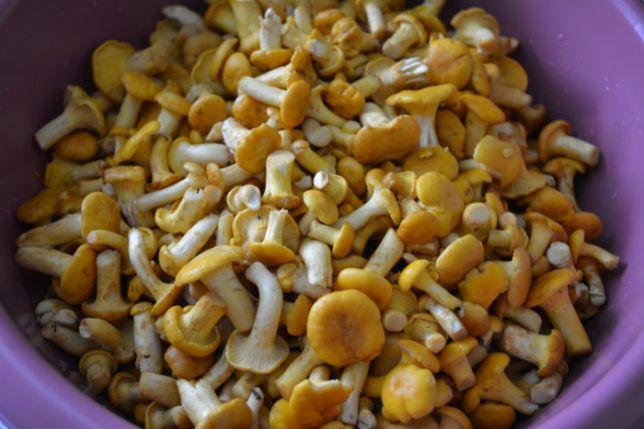 girolles