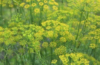 กิ่งผักชีลาว