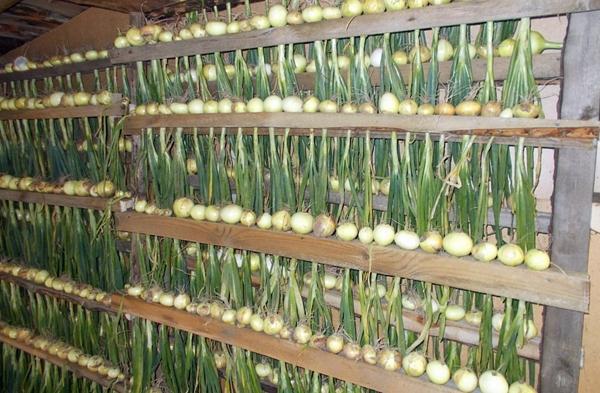 การตากหัวหอมบนชั้นวาง