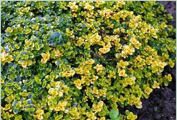 ต้นไทม์ดอนน่า วัลเลย์