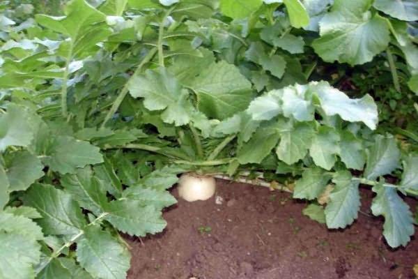 ไชเท้าซาชาในที่โล่ง