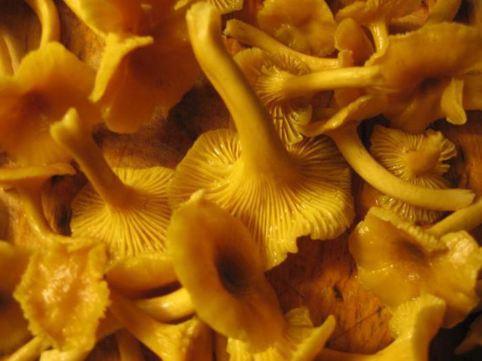 girolles