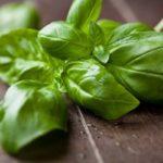 โหระพาสีเขียวบนโต๊ะ