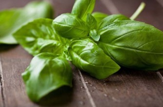 โหระพาสีเขียวบนโต๊ะ