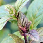 buisson de menthe noire