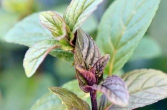 ต้นมิ้นต์ดำ