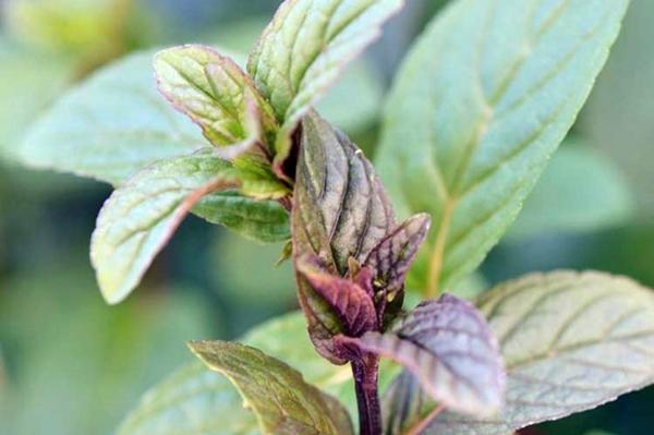 ต้นมิ้นต์ดำ