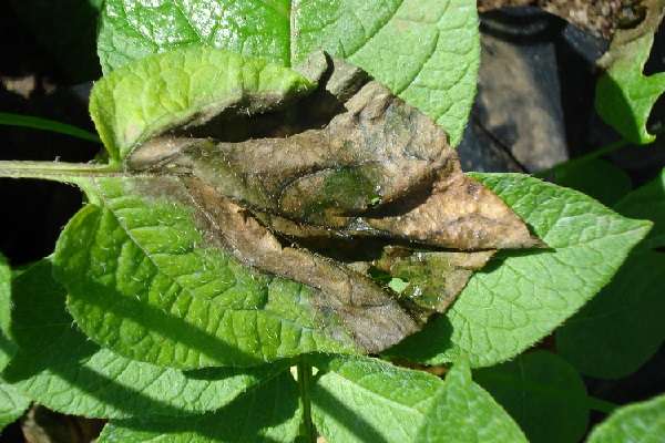 ใบมันฝรั่งสีดำ