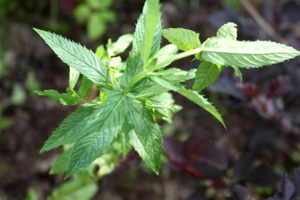 มิ้นต์ในพื้นที่โล่ง