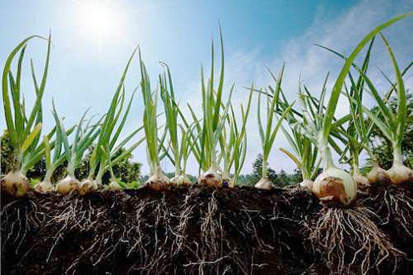 หัวหอมในดินเปิด