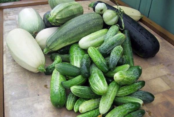 แตงกวากับบวบ