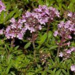 ต้นไธม์