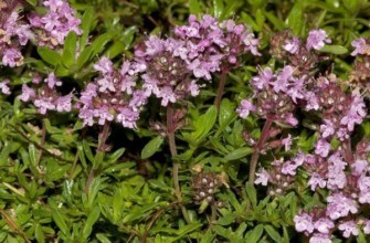 ต้นไธม์