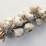 การเก็บรักษากระเทียม