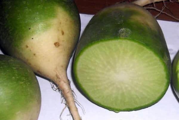 หัวไชเท้ามาร์จิลันข้างใน