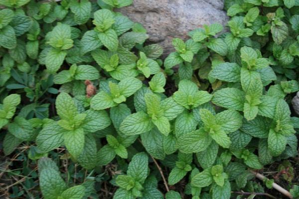 buisson de menthe mentholée