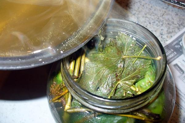 l'apparition de concombres avec des feuilles de chêne