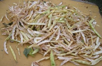 ฝักถั่วแห้ง