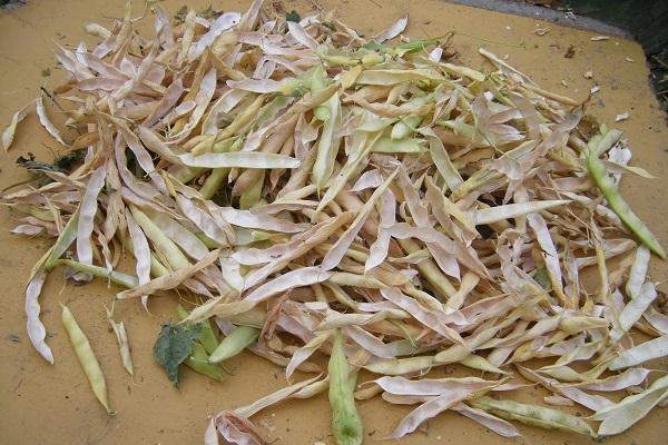 ฝักถั่วแห้ง