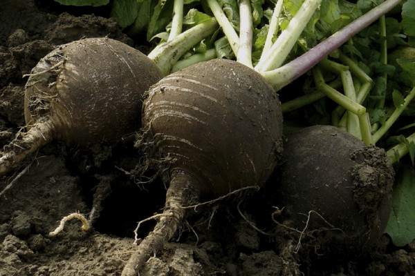 semer des radis au jardin