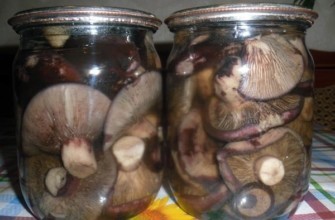 เห็ดนมดำในขวด