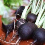 หัวไชเท้าบนโต๊ะ