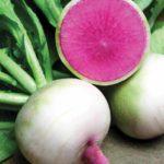 ลักษณะของหัวไชเท้าสีแดง