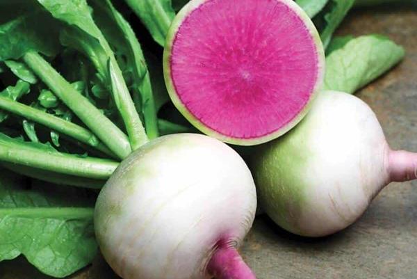 ลักษณะของหัวไชเท้าสีแดง