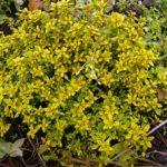 ต้นไทม์มะนาว